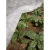 Агроволокно укрывное Agreen 19 гр/м2 3,2*10 м (32 м2) Агроволокно укрывное Agreen 19 гр/м2 3,2*10 м (32 м2)