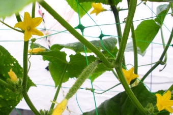 Сетка для шпалер, PLANT NET 8 гр/м², 15x17см, 2x20м, AS-CN08151720020