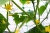 Сетка для шпалер, PLANT NET 8 гр/м², 15x17см, 2x20м, AS-CN08151720020